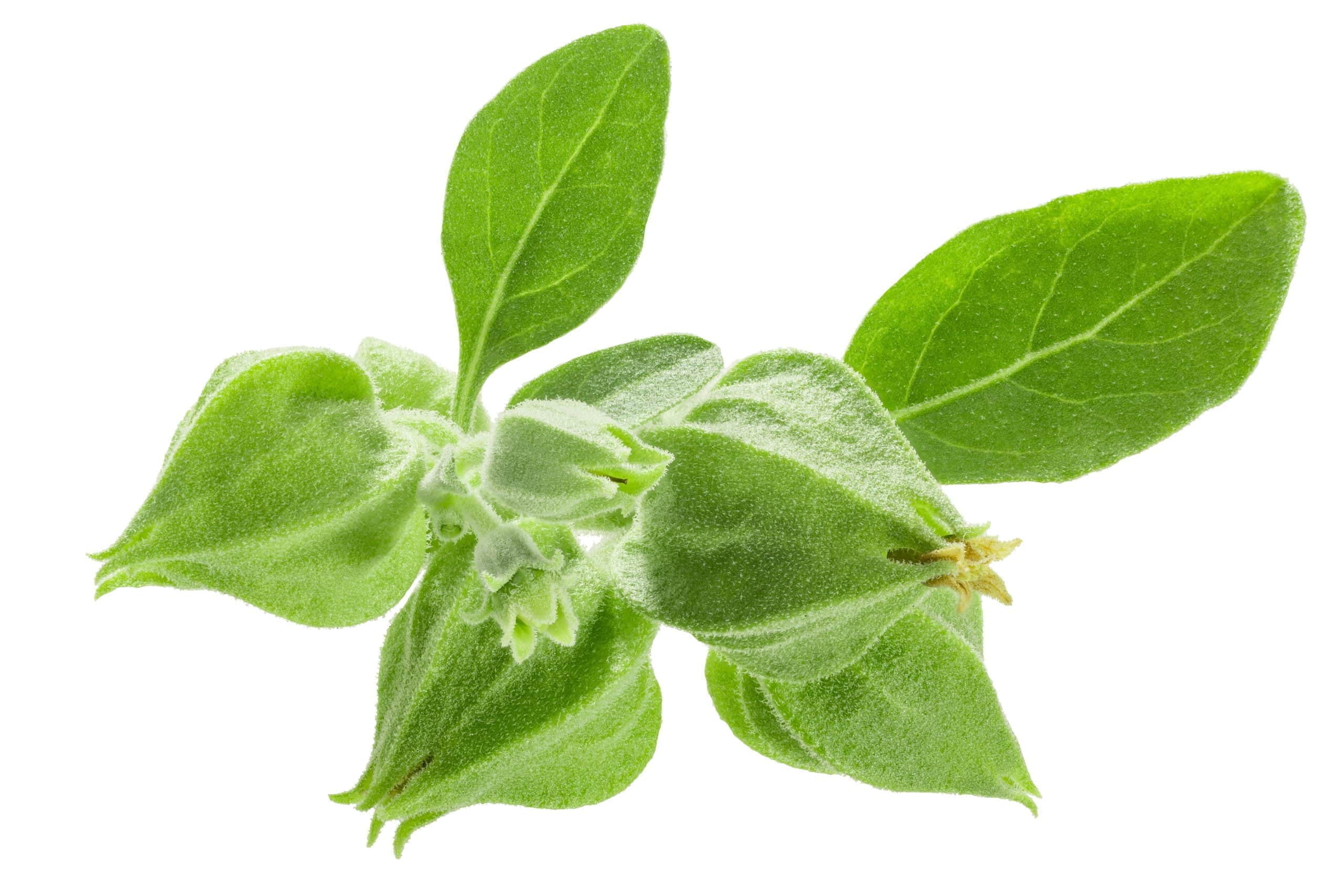 ashwagandha fruits with leaves isolated ayurvedic 2023 01 21 02 45 47 utc scaled