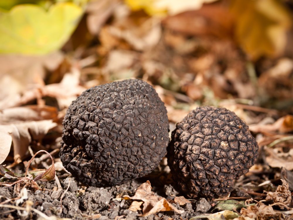 Crni tartufi u prirodi