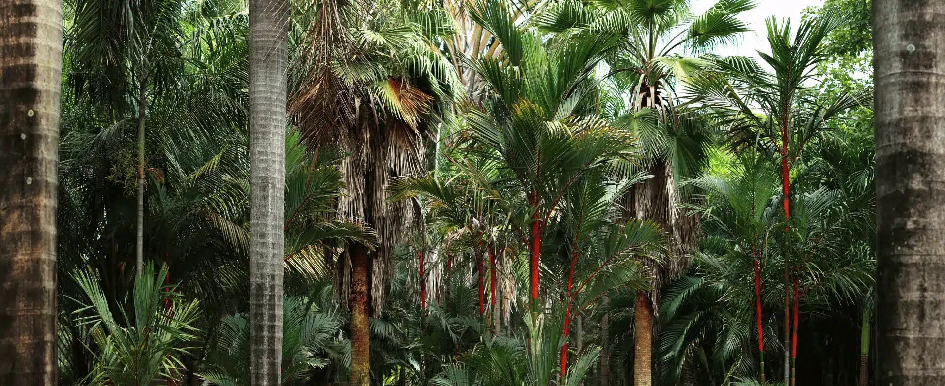 Healthy Jungle home banner - Organic products